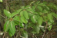 Litsea deccanensis